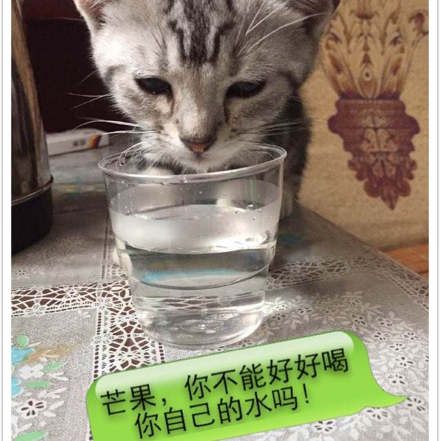 购买假南伊利诺伊大学文凭毕业证